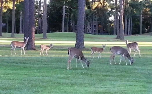 Holly Lake Ranch 1 Acre Residential Lot Wood County Texas