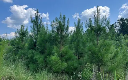 30+/- Acres for Sale Bienville, LA