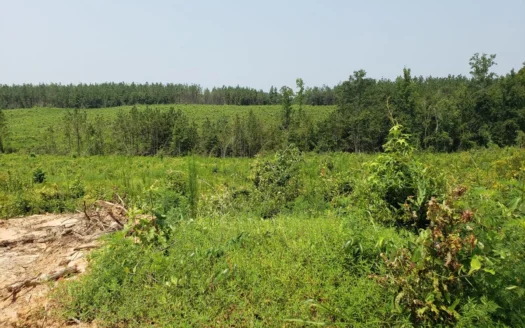Hunting Land In Ouachita Parish Louisiana For Sale