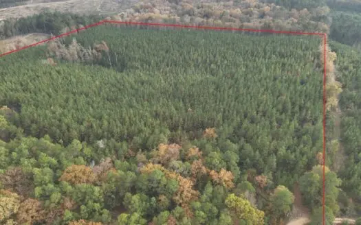 Young Planted Pine Timberland for Sale in NW Ouachita County, AR