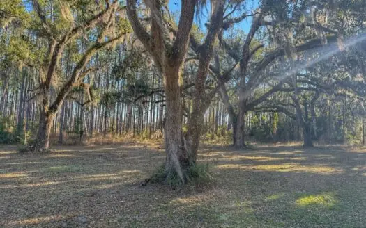 12 Acres of Planted Pines, Perry Florida!