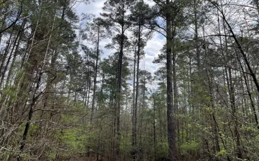 Cleveland Co., AR Hardwood Hunting Land W/ Creek for Sale