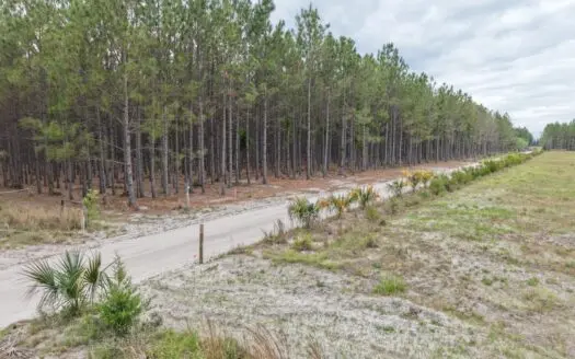 63 Acres of Planted Pines in Branford, FL For Sale