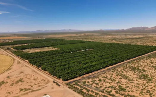 Pecan Orchard for Sale in Arizona