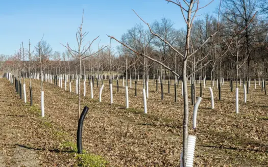 117 Acres with Established Tree Farm for sale – Trenton MO