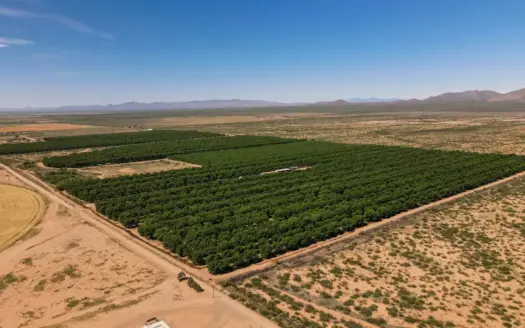 Pecan Orchard For Sale in Arizona