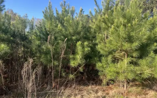 Prime Rural Homesite Property for Sale!