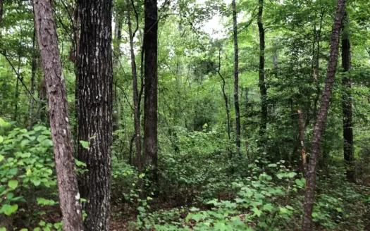 Small Hunting Land Parcel for Sale in Grant County, Arkansas