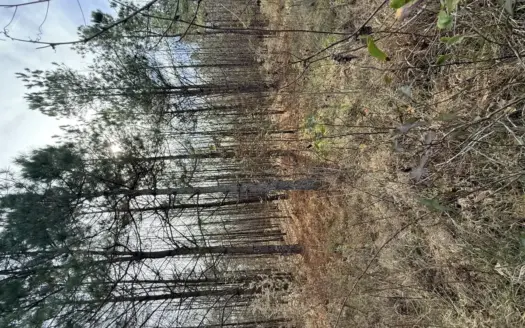 73 Acre Timberland & Hunting Property in Star City, AR For Sale