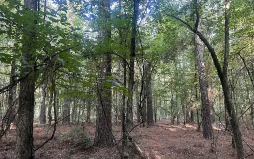 Natural Timberland W/ Old Home Site near Tinsman, AR for Sale