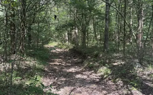 5 Acres of Ozark Hunting Property