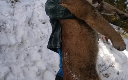 SW CO Mountain Lion Hunting Outfitting Business: NO DEEDED LAND