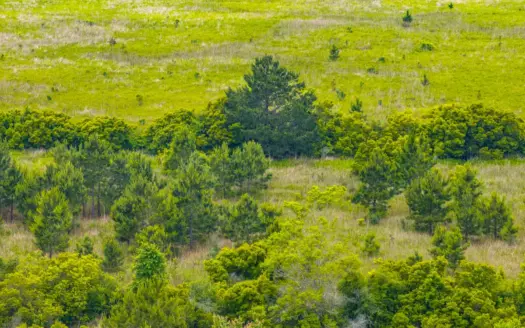 Hunting Recreational Property on Number Seven Road | Starks, LA