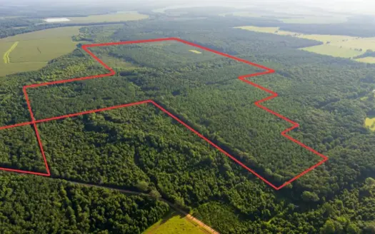 Jelks Bayou 360 – Timber and Hunting Investment Morehouse Parish