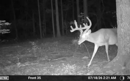 East Texas Hunting Property