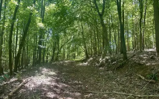 82± Acres Of Prime Hunting & Recreational Land In Iron City, Tn!