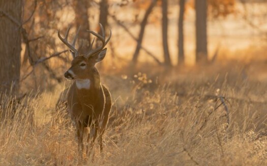 deer hunting land management