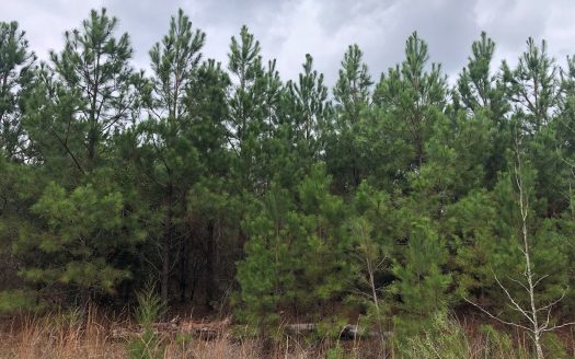 photo for a land for sale property for 42252-19154-Atlanta-Texas