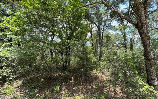 photo for a land for sale property for 09090-86864-Bell-Florida