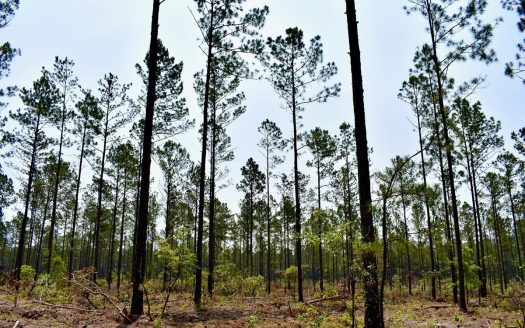 photo for a land for sale property for 39062-57750-Camden-South Carolina