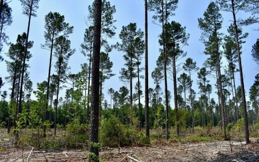 photo for a land for sale property for 39062-57763-Camden-South Carolina