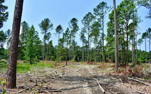 photo for a land for sale property for 39062-77536-Camden-South Carolina