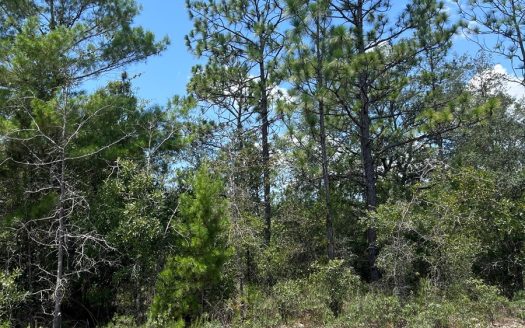 photo for a land for sale property for 01030-42822-Chipley-Florida
