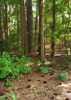 photo for a land for sale property for 32104-23077-Edenton-North Carolina