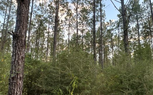 photo for a land for sale property for 03019-03910-Elizabeth-Louisiana
