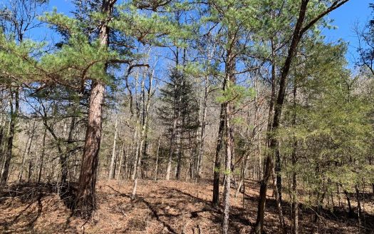 photo for a land for sale property for 03098-69660-Flippin-Arkansas