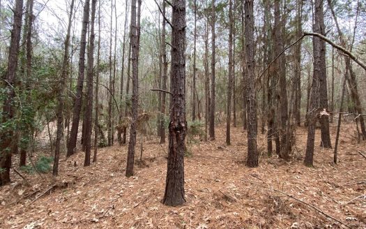 photo for a land for sale property for 42249-23009-Hallsville-Texas