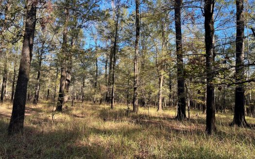 photo for a land for sale property for 03019-03864-Hampton-Arkansas