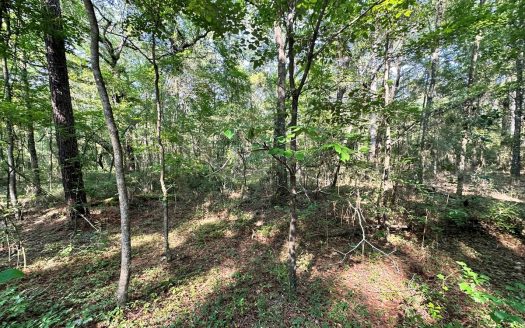 photo for a land for sale property for 09090-20160-Live Oak-Florida