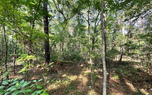 photo for a land for sale property for 09090-20162-Live Oak-Florida