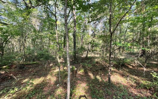 photo for a land for sale property for 09090-20163-Live Oak-Florida