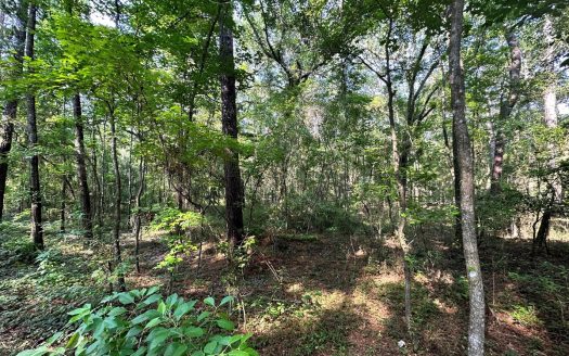 photo for a land for sale property for 09090-20164-Live Oak-Florida