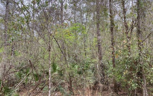 photo for a land for sale property for 09090-10482-Mayo-Florida
