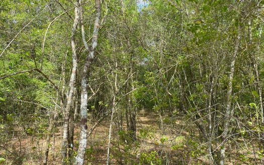 photo for a land for sale property for 09090-10552-Mayo-Florida