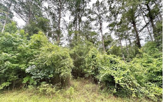 photo for a land for sale property for 09090-20448-Mayo-Florida