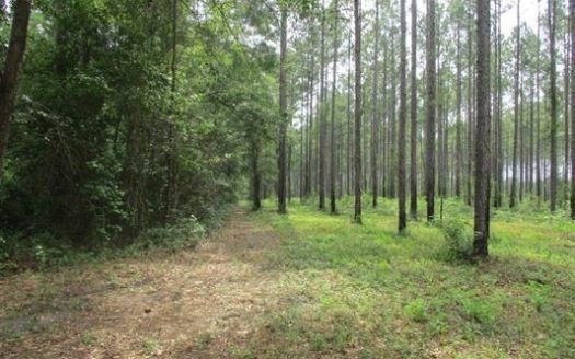 photo for a land for sale property for 09145-66196-Monticello-Florida