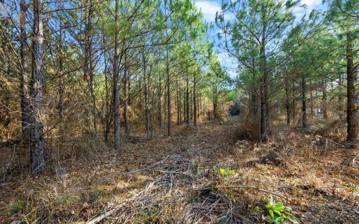 photo for a land for sale property for 35018-10023-Octavia-Oklahoma