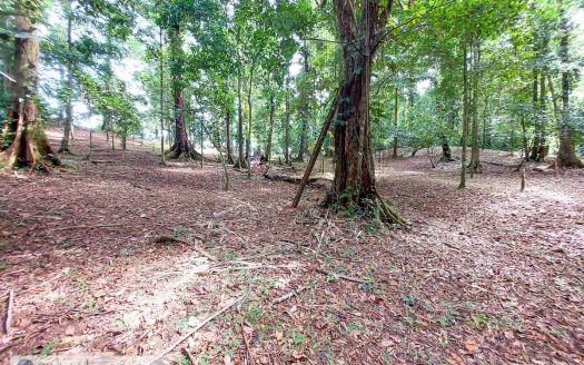 photo for a land for sale property for 60002-21172-Solarte-Panama