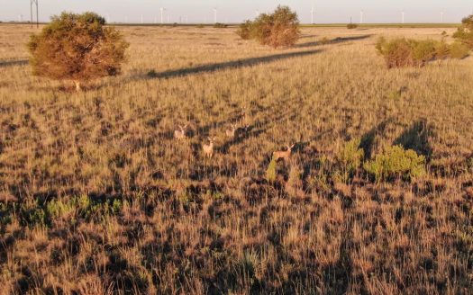 photo for a land for sale property for 42266-11052-Sudan-Texas