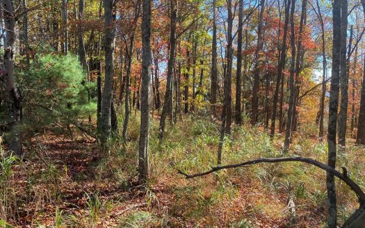 photo for a land for sale property for 32121-11012-Traphill-North Carolina