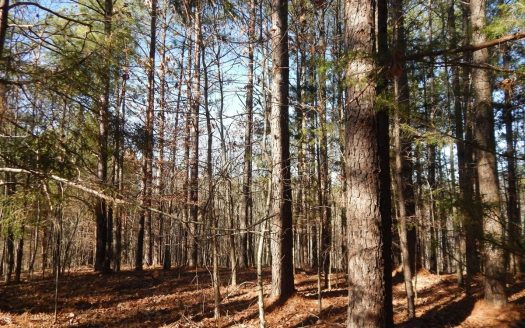 photo for a land for sale property for 41103-19741-Waynesboro-Tennessee