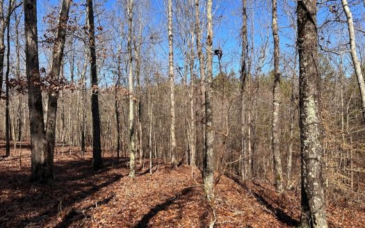 photo for a land for sale property for 41019-24023-Bethel Springs-Tennessee