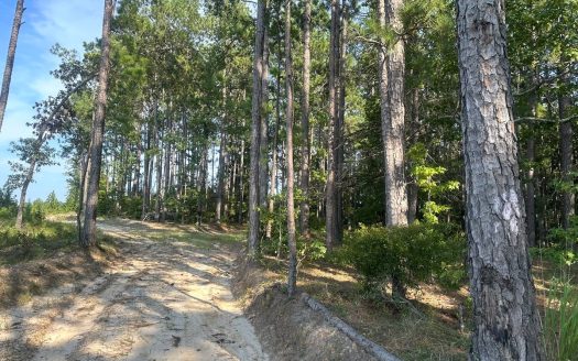 photo for a land for sale property for 03019-03841-Chidester-Arkansas