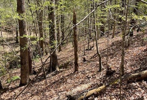 photo for a land for sale property for 01024-24019-Greenville-Alabama