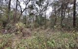 photo for a land for sale property for 09090-18153-Live Oak-Florida
