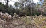 photo for a land for sale property for 09090-18169-Live Oak-Florida